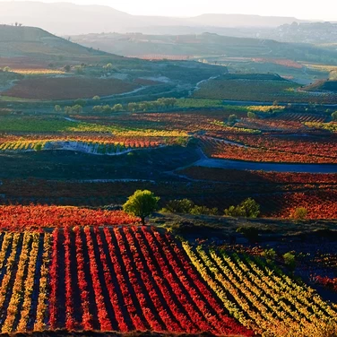 Сухие вина Испании